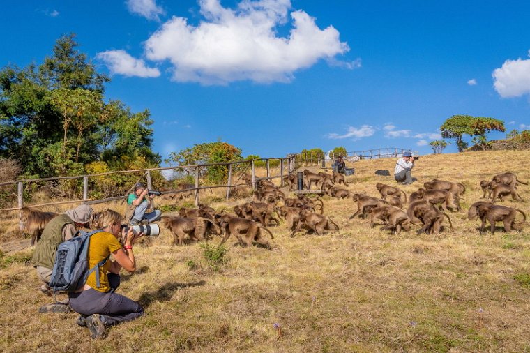 152 Simien Mountains, gelada.jpg